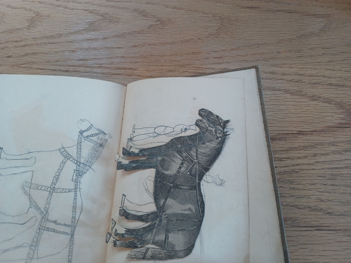 Primary Lessons In Human Physiology By Oliver P Jenkins 1896