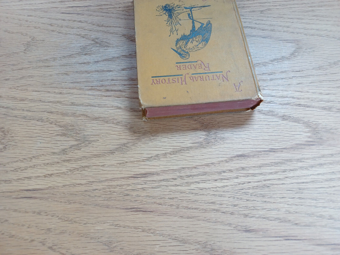 A Natural History Reader For School And Home James Johonnot 1884