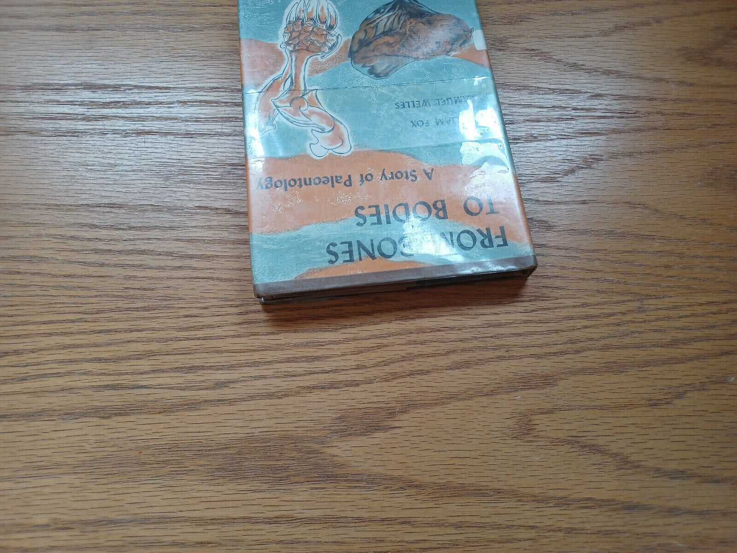 From Bones To Bodies A Story Of Paleontology By William Fox 1959 Dust Jacket