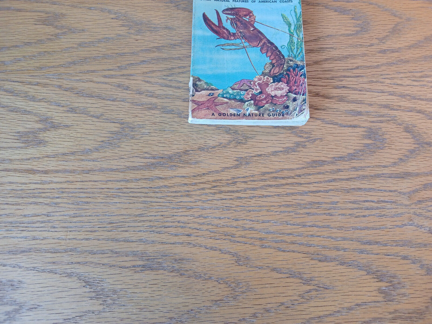 Seashores Herbert S Zim 1955 A Guide To Animals And Plants Along The Beaches