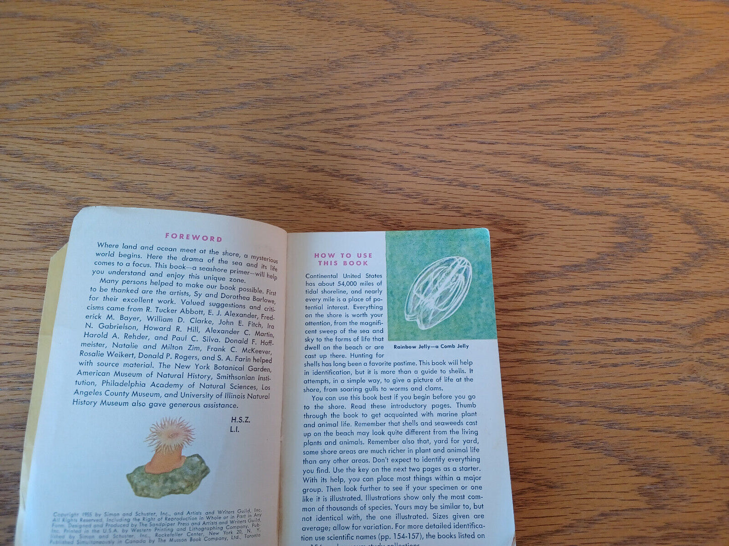 Seashores Herbert S Zim 1955 A Guide To Animals And Plants Along The Beaches