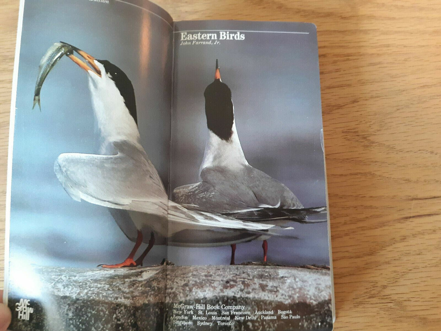 1988 Eastern Birds AUDUBON HANDBOOK Field Guide