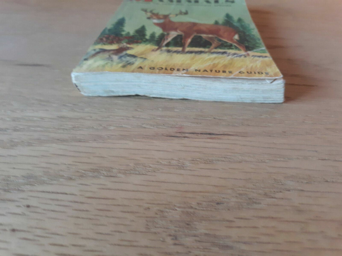 Mammals a Golden Nature Guide by Zim and Hoffmeister 1955
