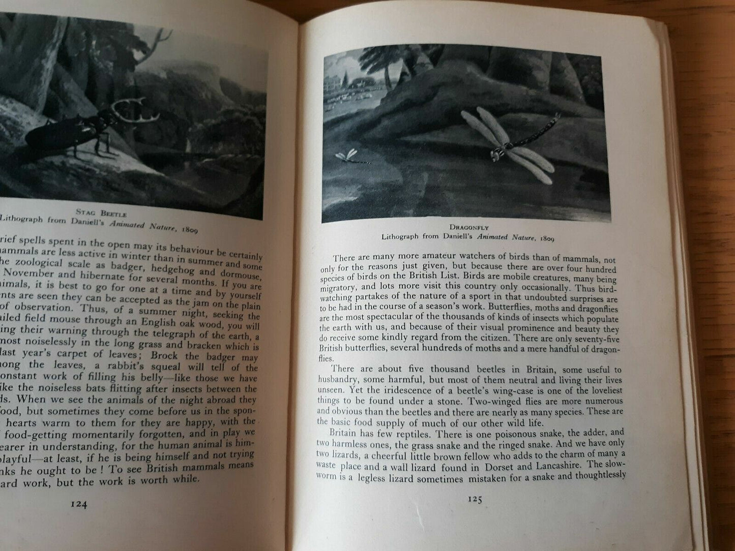 A Treasury of English Wild Life (W.J. Turner) Illustrated Hardcover