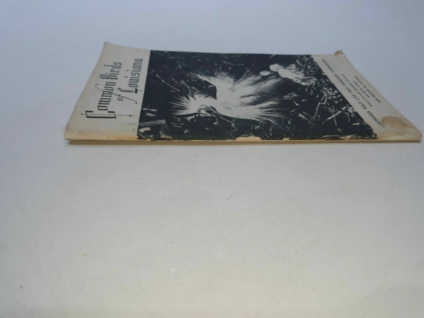 1969 Common Birds of Louisiana Wildlife & Fisheries- Illustrated New Orleans LA