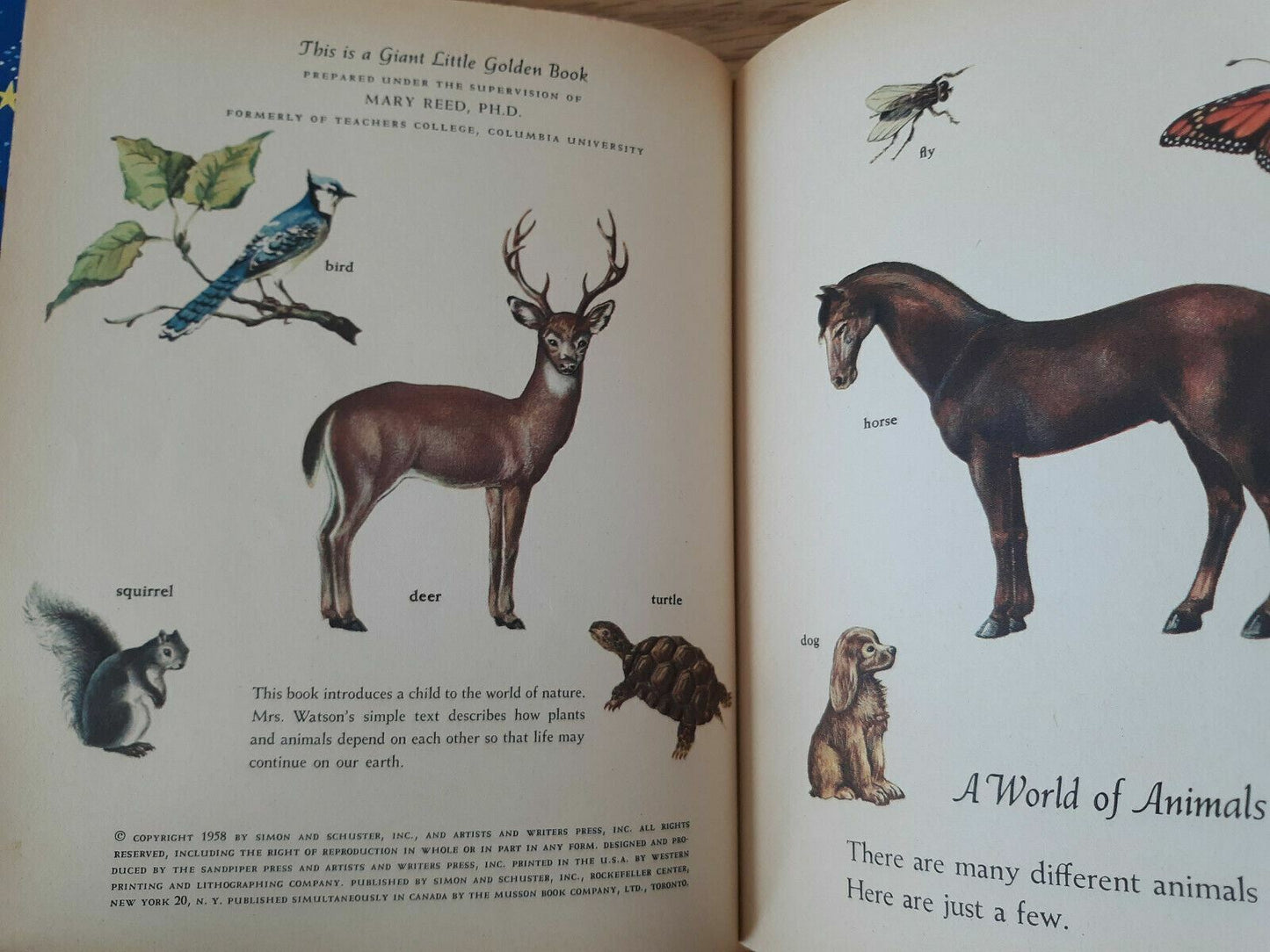 Plants And Animals, A Giant Little Golden Book,1958 Hardcover