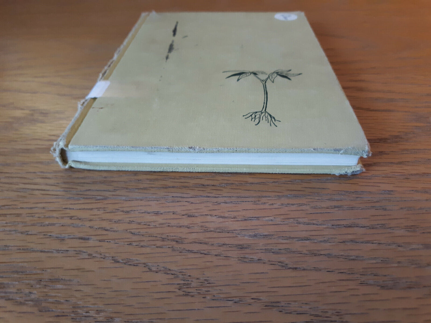 A Tree Is Born J M Guilcher 1960 Sterling Nature Series Sterling Publishing Hard