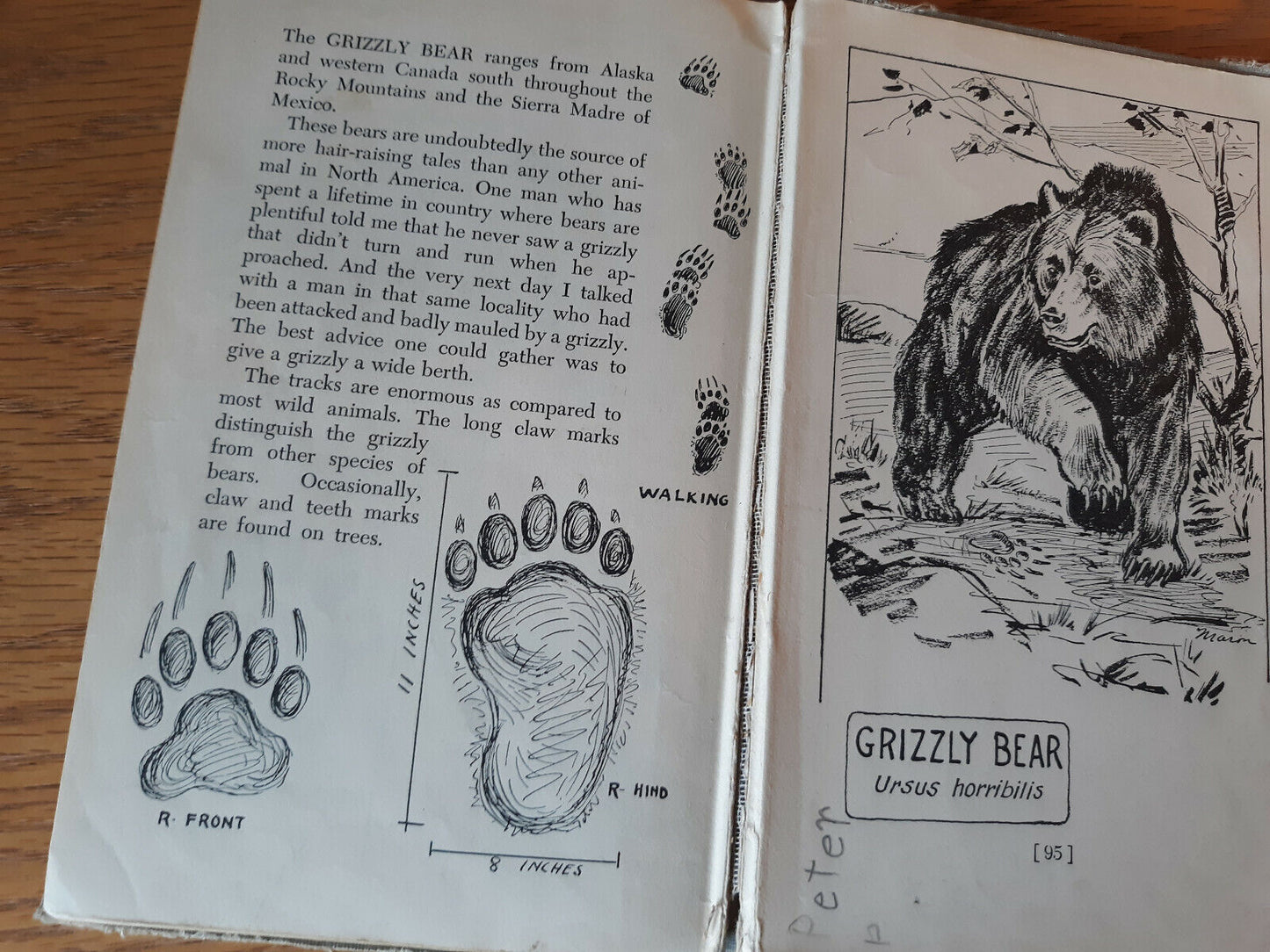 Animal Tracks George Mason 1943 Hardcover William Morrow