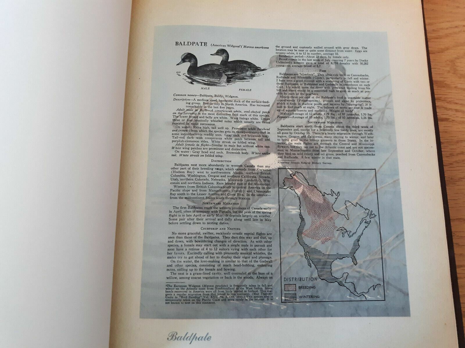 Image #10