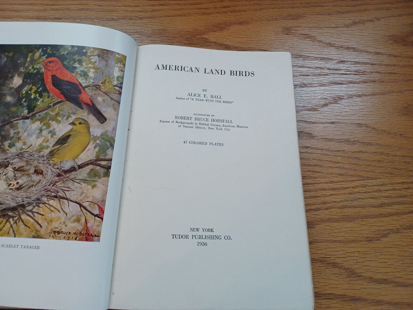 American Land Birds Alice E Ball Robert Bruce Horsfall 1936