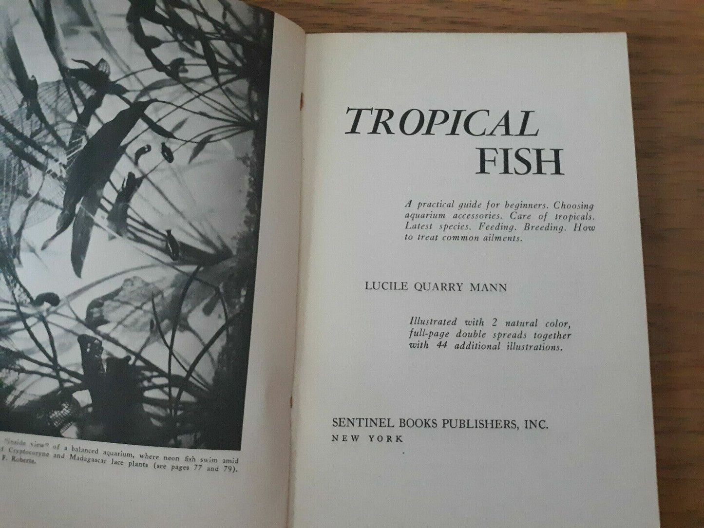 Tropical Fish by Lucile Mann 1966