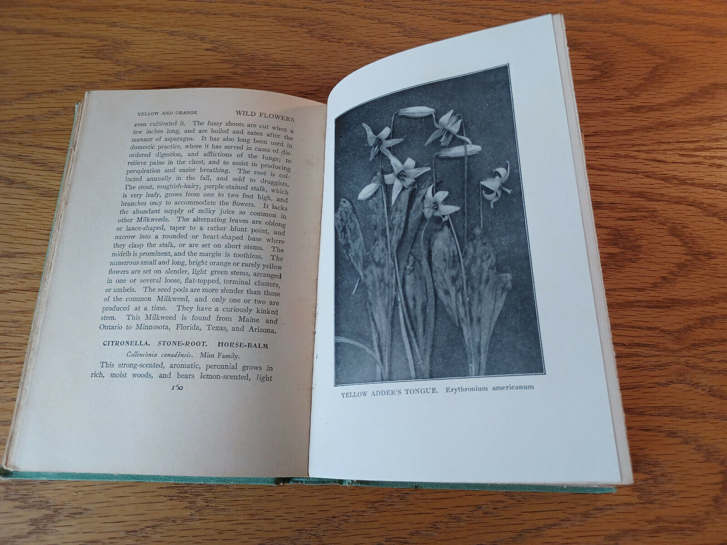 Wild Flowers Every Child Should Know Frederic William Stack 1909 Grosset & Dunla