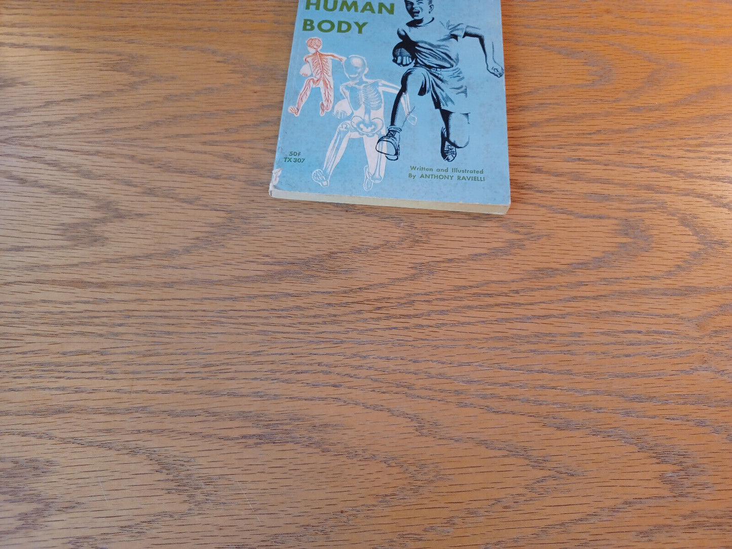 Wonders Of The Human Body Anthony Ravielli 1966 Paperback Scholastic