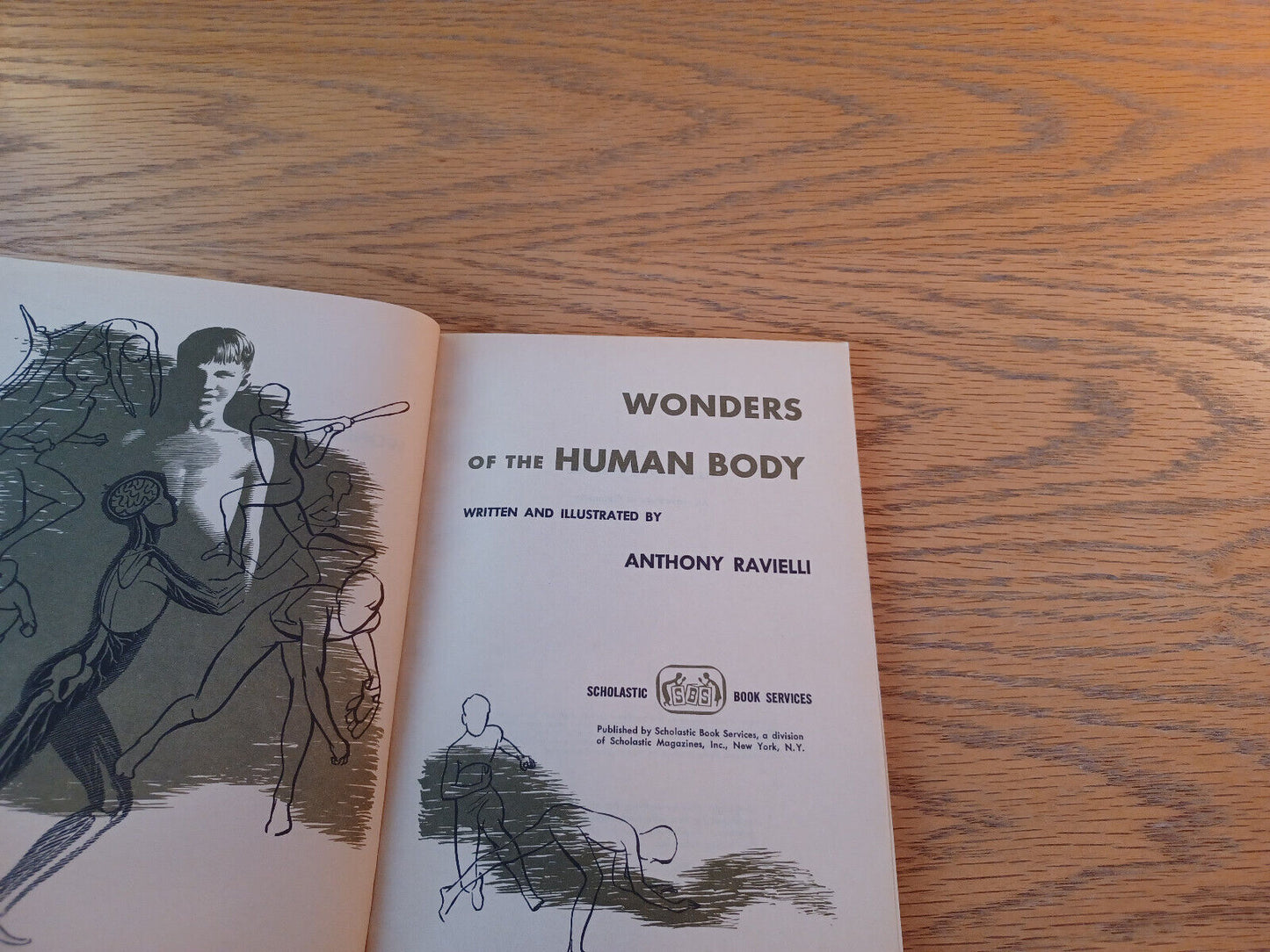 Wonders Of The Human Body Anthony Ravielli 1966 Paperback Scholastic